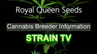 Royal Queen Seeds - Cannabis Strain Series - STRAIN TV