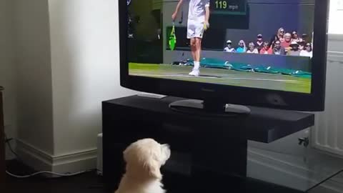 Novak Djokovic vs Kevin Anderson Wimbledon 2018