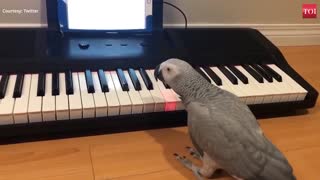 Amazing! A grey parrot plays tune on piano