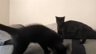 Kittens Onyx and Shadow playing