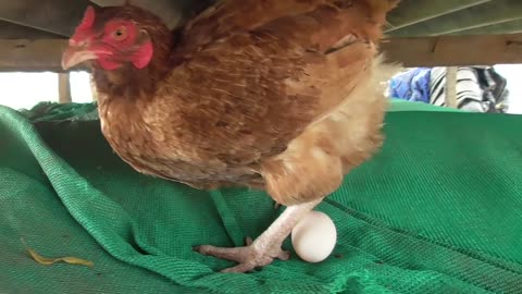 How hens lay eggs