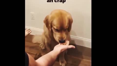 cute smart dog all for the cookie hahaha