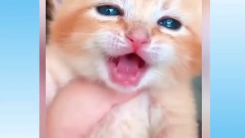 Best funny Pet Videos. Cute 🐱 cats and Cute 🐶 Dogs