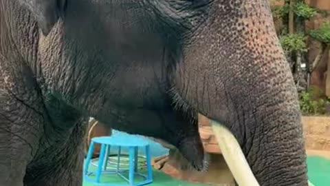 Most Funny Wild Animal - Cutest baby Elephant
