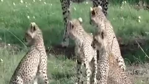 The lion saved the deer from the leopard and treated it like a baby