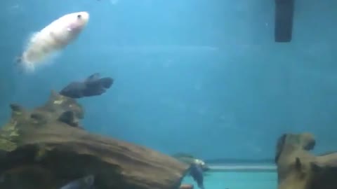 Beautiful white, blue and black fish in the aquarium at the store [Nature & Animals]