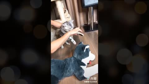 How The Chinese Teach Their Pets