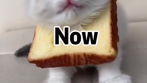 Cute Cat say o no