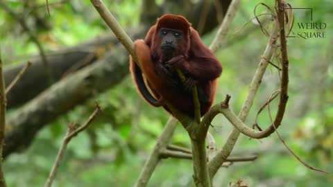 Interesting facts about red howler monkey by weird square