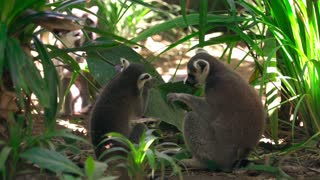 Lemurs eating