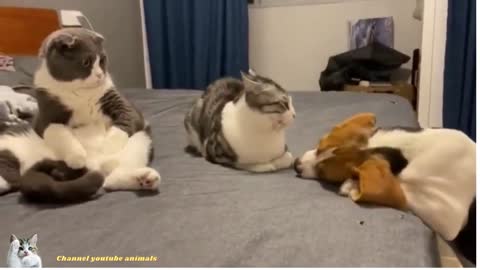 funny cat and dog video #shorts​