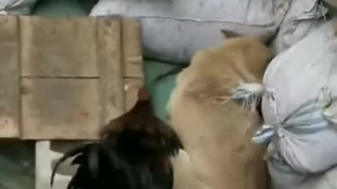 CHICKEN VS PUPPY