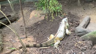 Video Footage Of A Reptiles