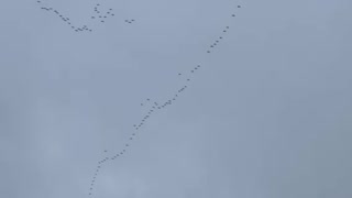 Sandhill Cranes (Ribeye in the Sky) saying hello to SW Louisville