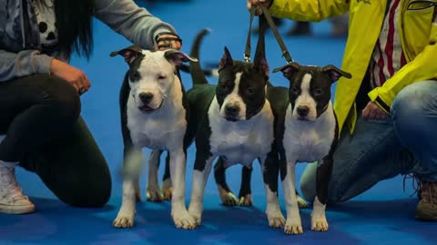 Three dogs posing for camera. Owners with Boston terrier dogs posing on blue carpet for photo camera