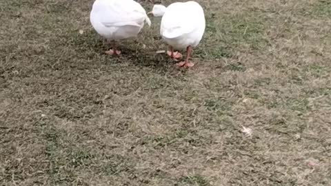 Cute White Goose 🦆 Video By Kingdom of Awais