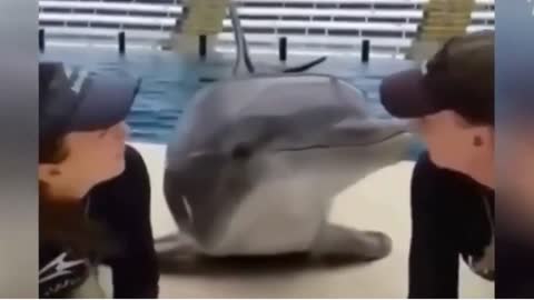 Dolphin funny moment