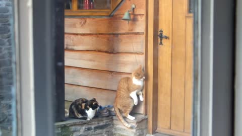 Polite Cats Ring Doorbell To Signalize It’s Mealtime