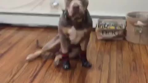 @clydethebully_'s first time wearing booties!