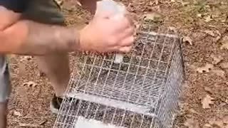 Relocating Racoons