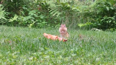 Adorable chipmunk devours pizza