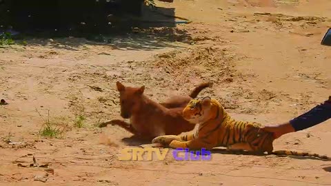 "Sleeping Dog vs Fake Tiger Prank: Village Laughter!"