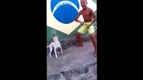 Brazilian dog