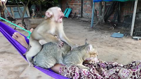 DOGS AND MONKEY WANT THE CAT