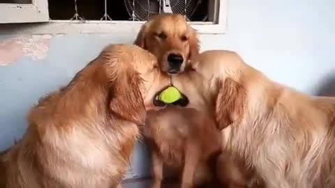 Cachorros brigando por uma bolinha enquanto o outro faz pose