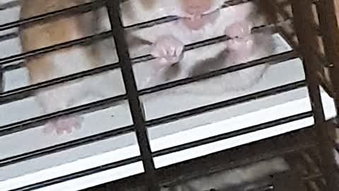 My hamster is crazy hahahaha
