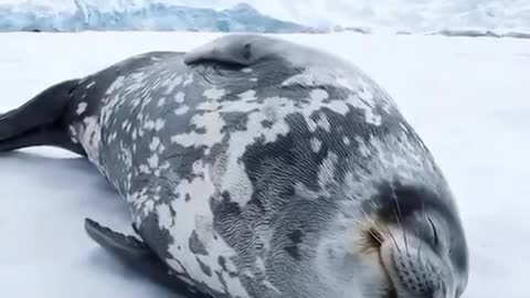beautiful seal sound