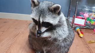 Raccoon Received Acorn as Present
