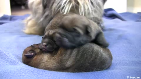 Cairn terriers