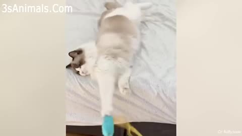 CATS will make you LAUGH YOUR HEAD OFF Funny CAT compilation