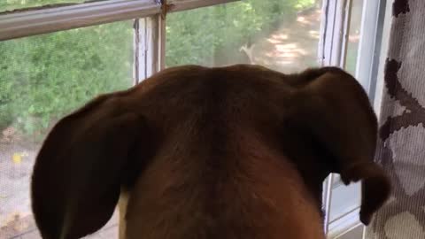 Dog Has Massive Freak out Over A Cat