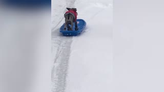 Dog Sledding Terrier Proves He Should Be In The Next Winter Olympics