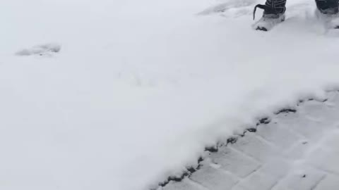 Dog play in snow