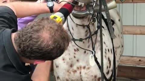 Horse gets her teeth cleaned