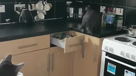 Clever Cat Opens Kitchen Drawer To Retrieve Toy