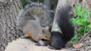 2 Squirrels having a snack and some fun. CUTE!!!!