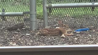 Tried bunny at Railroad stop