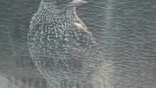 Bird taking food from car