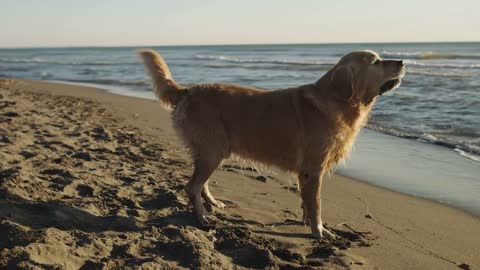 Dog Puppy Pet Animal Canine Friend Playingg