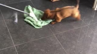 Puppy loves to bite mop