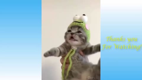 Try Not To Laugh Challenge - Cats