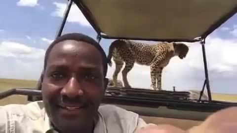 Cheetah pooing on our Safari Vehicle