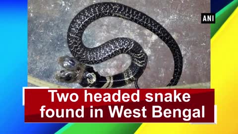 Two headed snake found in West Bengal