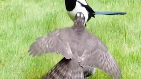 sparrow hawk catches Wood Pigeon and is then harassed by two Magpies