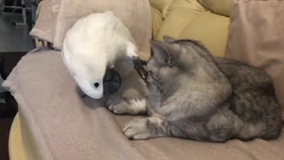 Cockatoo Interupts Cat Nap