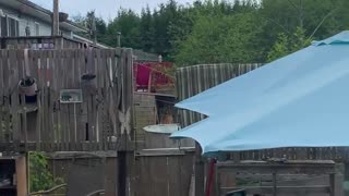 A Soar of Bald Eagles Swarm Backyard